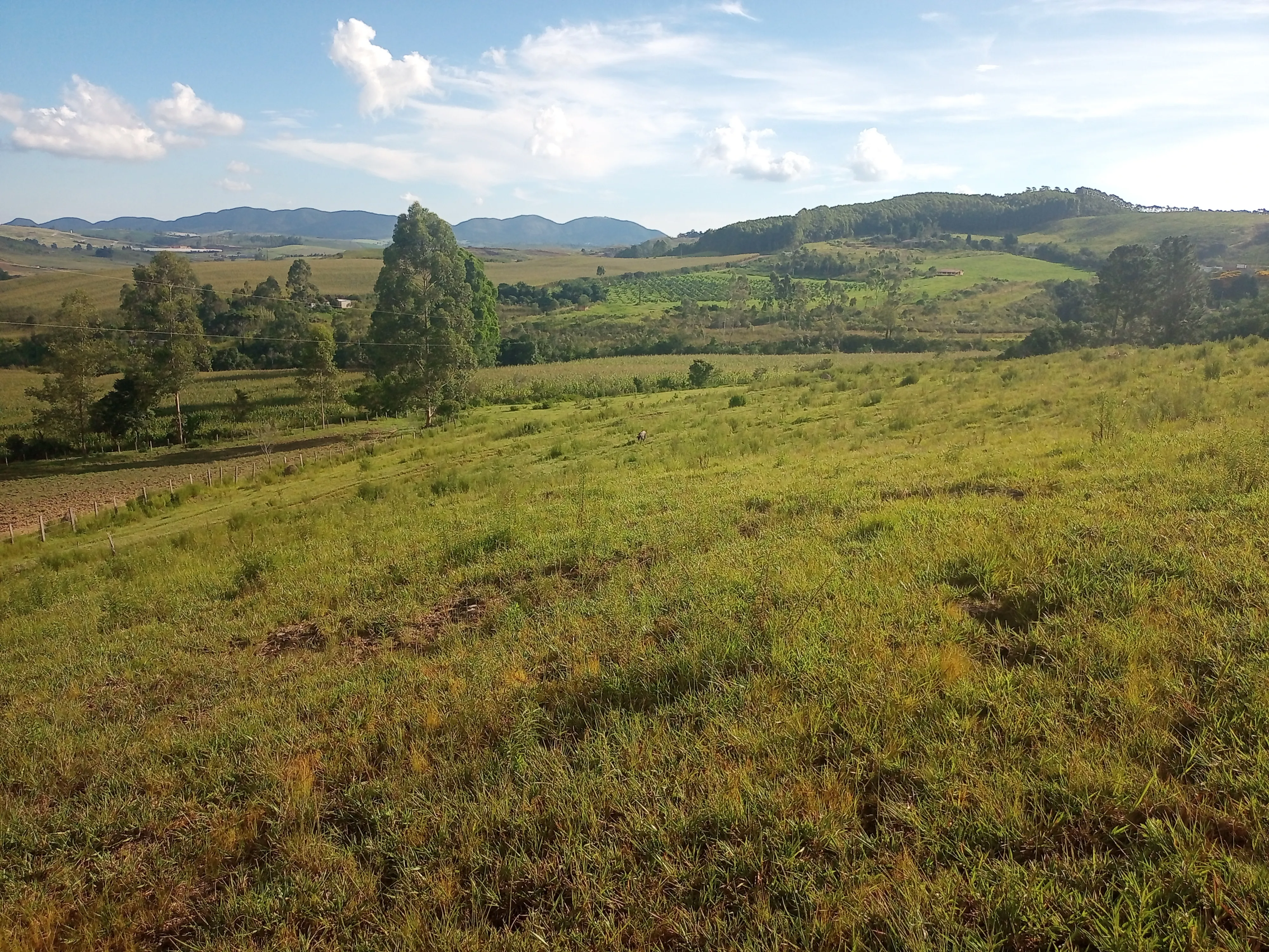 Este é para você que idealizou ter um sítio em localização privilegiada e de fácil acesso.  Área de terras com 7,7 alqueires ou 18,6 hectares sem edificações, com açude, localizado a apenas 2Km da rodovia Andadas/Poços de Caldas, topografia oitenta por cento tratorável, 3 hectares formados com eucalipto cortado recentemente, bacias de contenção contra erosão, sem servidão de caminho para terceiros,  local ideal para a agropecuária, construir sua morada ou para o lazer, fica próximo de Andradas e de Poços de Caldas, região que vem se devolvendo com diversidade de culturas como horticultura, flores, oliveiras, eucalipto e frutíferas, altitude média entre 1340 a 1365 metros. Agende logo sua visita, com as boas qualidades que este imóvel possui será vendido rapidamente. - foto 3