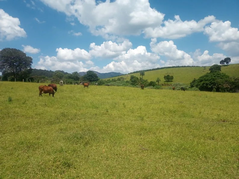 Este é ótimo, sítio para renda e lazer, para cultivo de café e pecuária, o que possibilita ao comprador ter renda diversificada, 4 alqueires, casa, açude grande, cocheira, localizado a apenas 700 metros da rodovia asfaltada Andradas/Ibitiúra. - foto 2