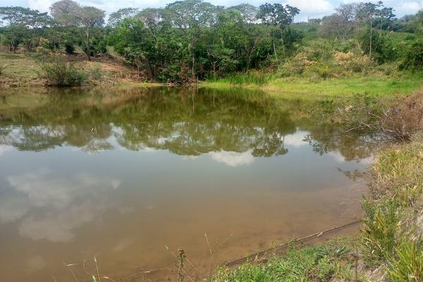 Este é ótimo, sítio para renda e lazer, para cultivo de café e pecuária, o que possibilita ao comprador ter renda diversificada, 4 alqueires, casa, açude grande, cocheira, localizado a apenas 700 metros da rodovia asfaltada Andradas/Ibitiúra. - foto 3