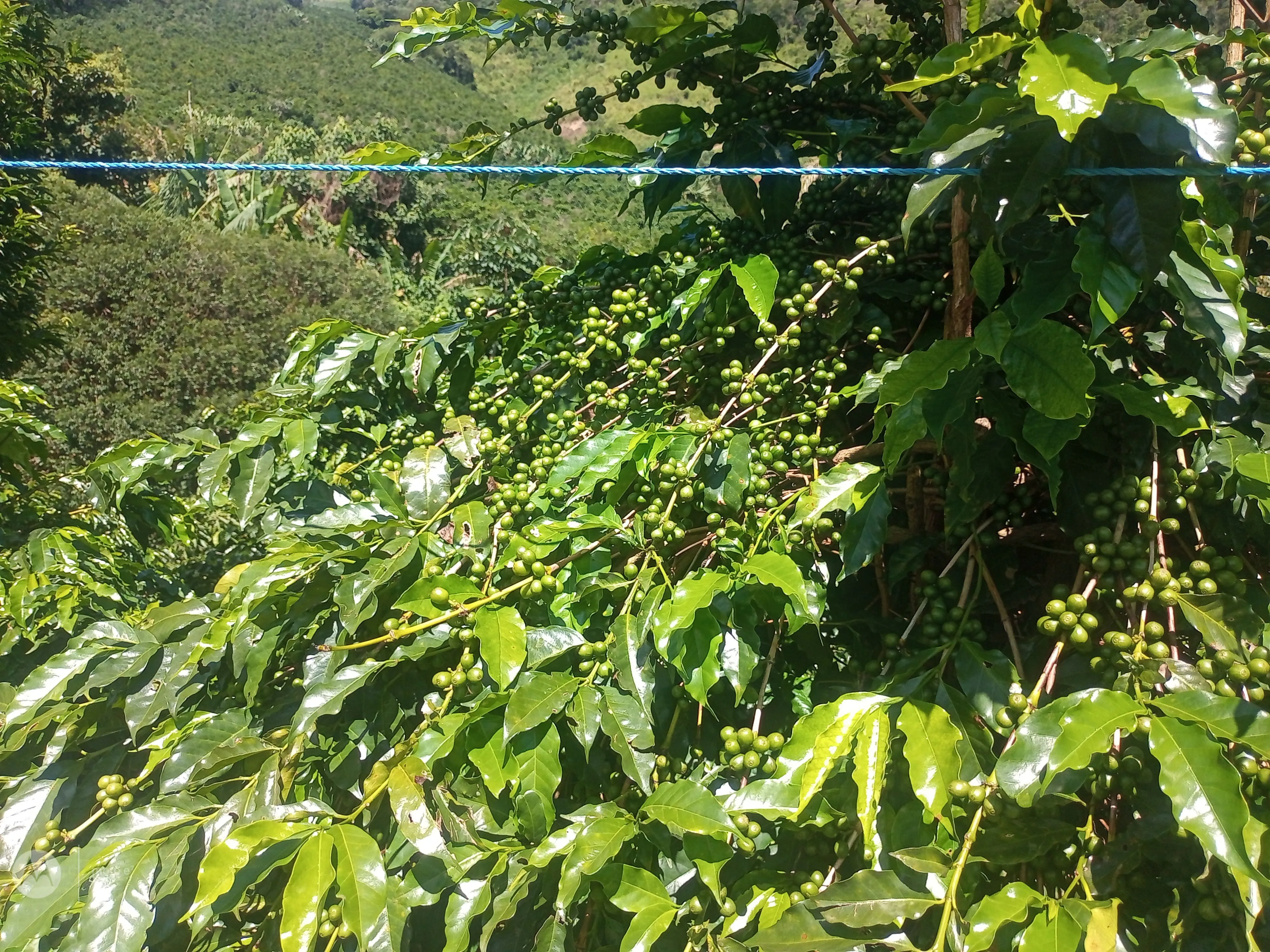 Sítio com 10.000 pés de café, casa, galpão, secador, terreiro, açude, 2,2 alqueires - foto 1