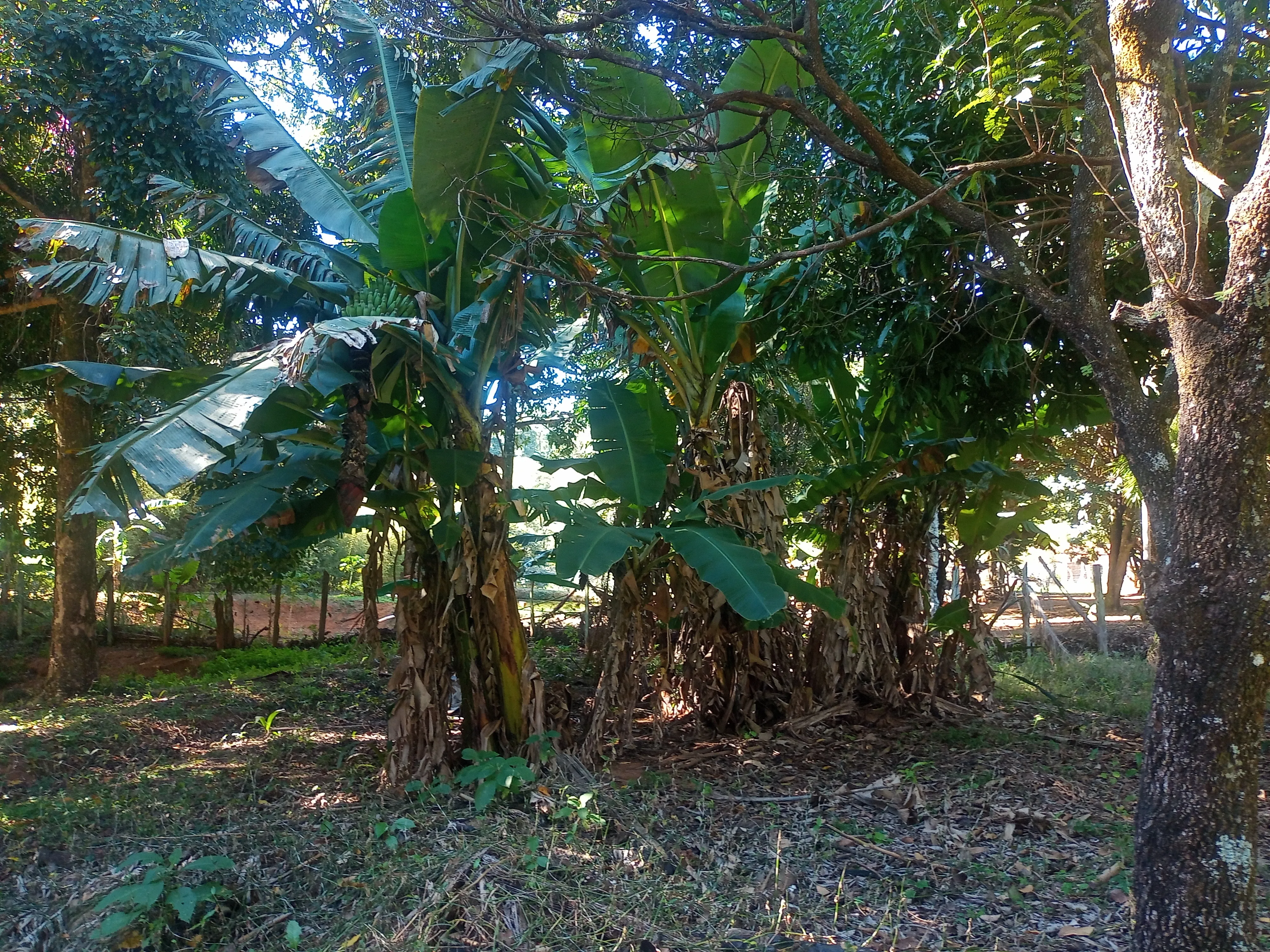 Chácara aconchegante com 3.600m², casa com laje, 4 quartos, 3 salas, 3 banheiros, churrasqueira, lugar para açude, córrego,  pomar com jabuticabeiras, abacateiros, mangueiras e belos arvoredos que proporcionam um ambiente bucólico, tranquilo e cheio de paz. Conta ainda com uma varanda com churrasqueira, perfeita para reunir amigos e familiares em momentos especiais. - foto 3