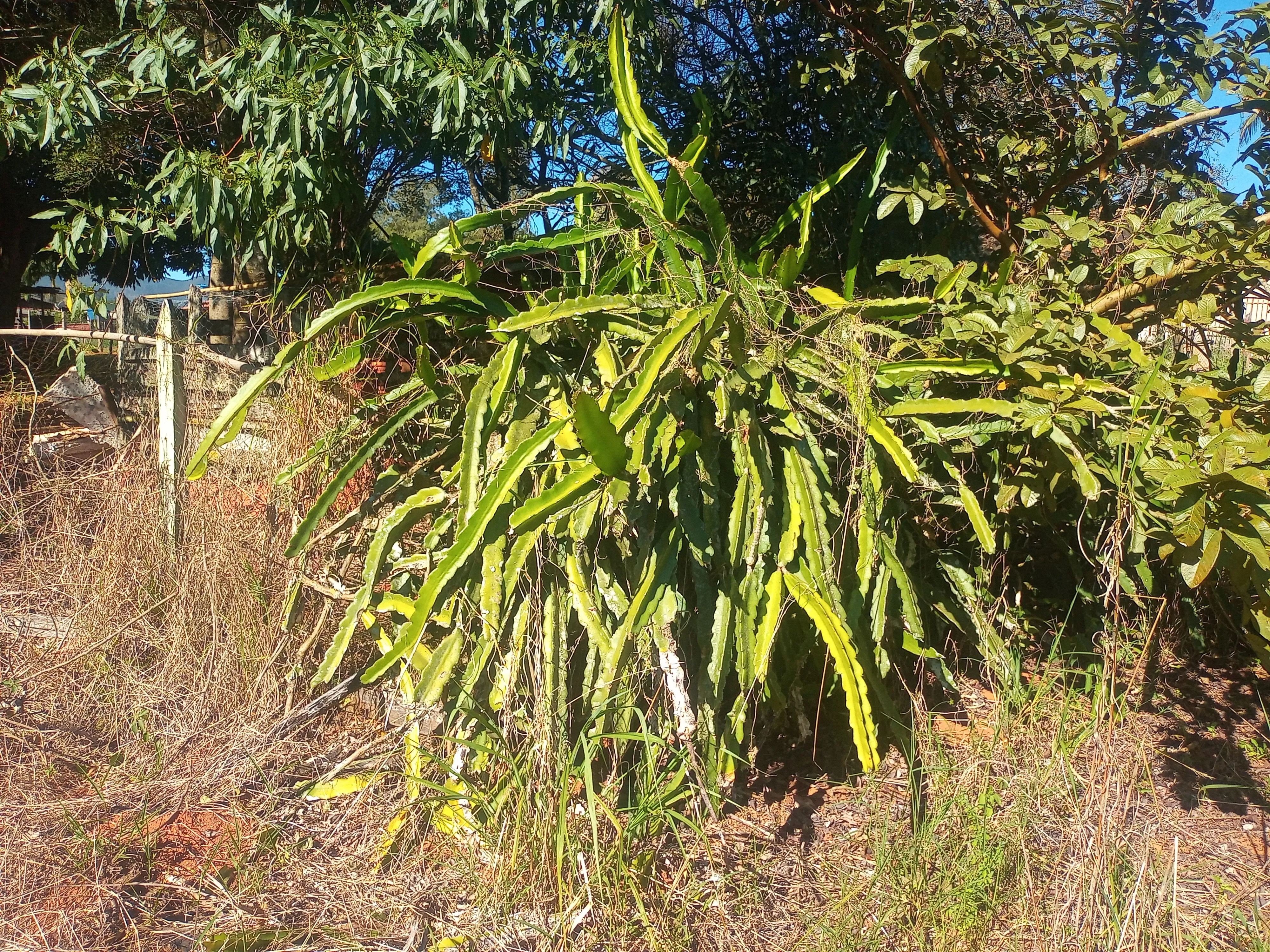 Chácara aconchegante com 3.600m², casa com laje, 4 quartos, 3 salas, 3 banheiros, churrasqueira, lugar para açude, córrego,  pomar com jabuticabeiras, abacateiros, mangueiras e belos arvoredos que proporcionam um ambiente bucólico, tranquilo e cheio de paz. Conta ainda com uma varanda com churrasqueira, perfeita para reunir amigos e familiares em momentos especiais. - foto 4