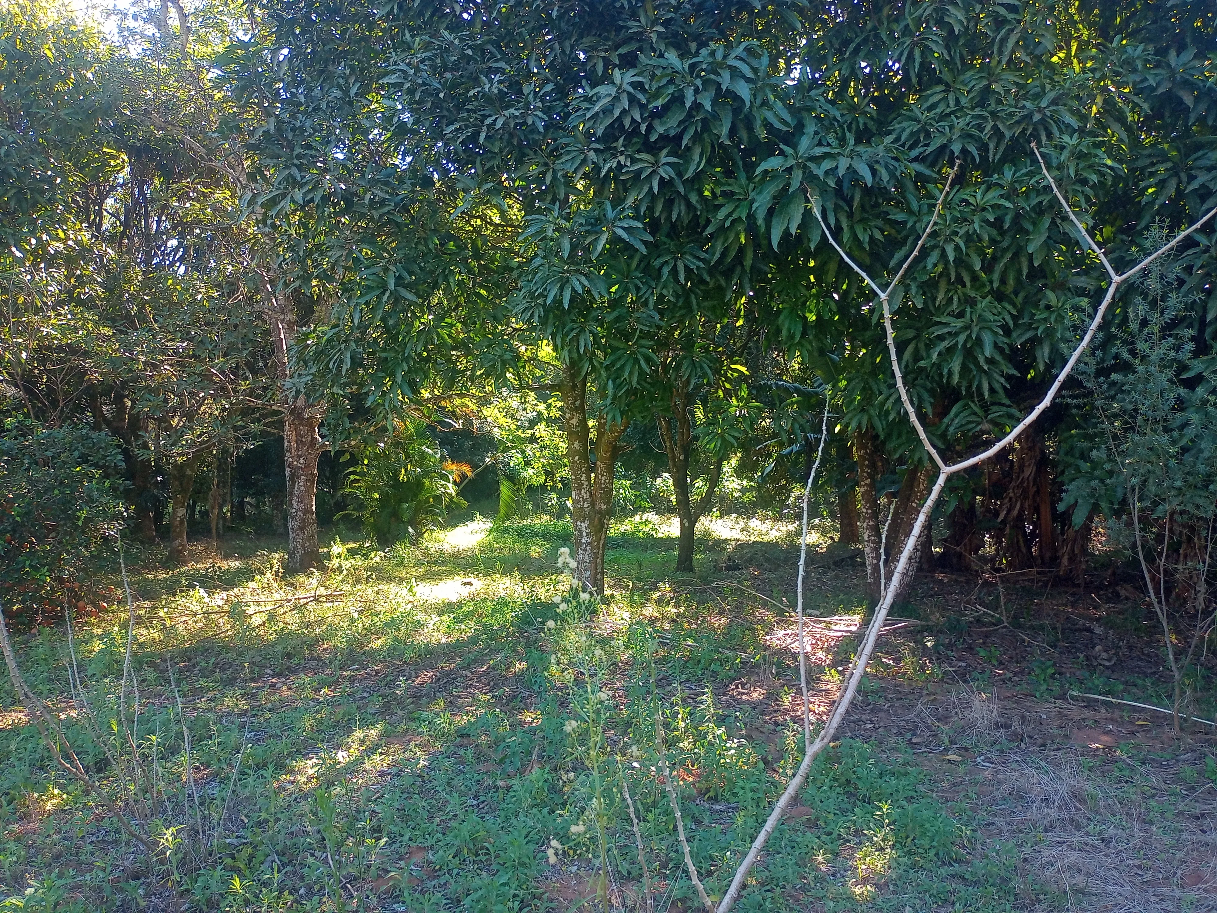 Chácara aconchegante com 3.600m², casa com laje, 4 quartos, 3 salas, 3 banheiros, churrasqueira, lugar para açude, córrego,  pomar com jabuticabeiras, abacateiros, mangueiras e belos arvoredos que proporcionam um ambiente bucólico, tranquilo e cheio de paz. Conta ainda com uma varanda com churrasqueira, perfeita para reunir amigos e familiares em momentos especiais. - foto 6