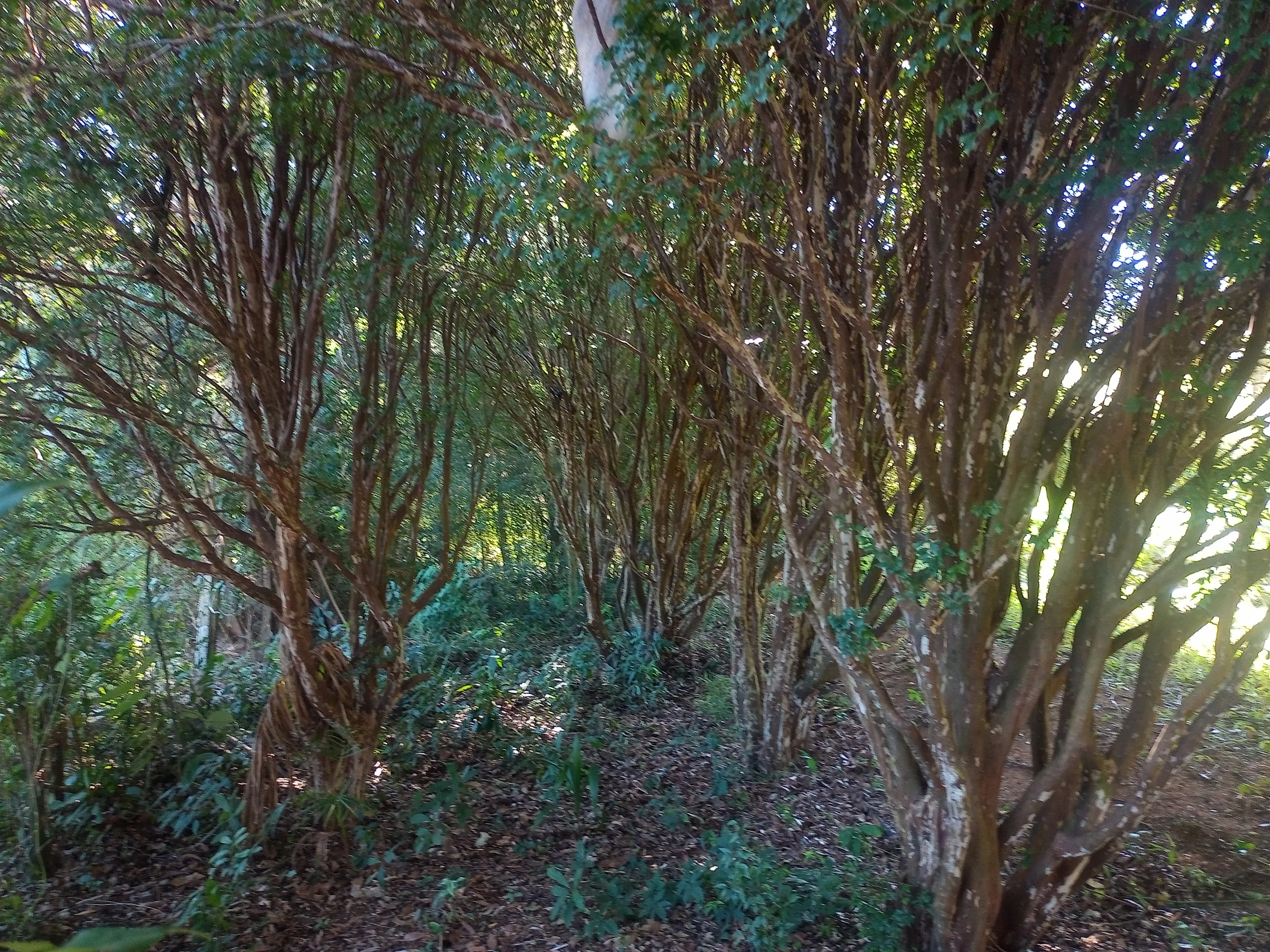 Chácara aconchegante com 3.600m², casa com laje, 4 quartos, 3 salas, 3 banheiros,...