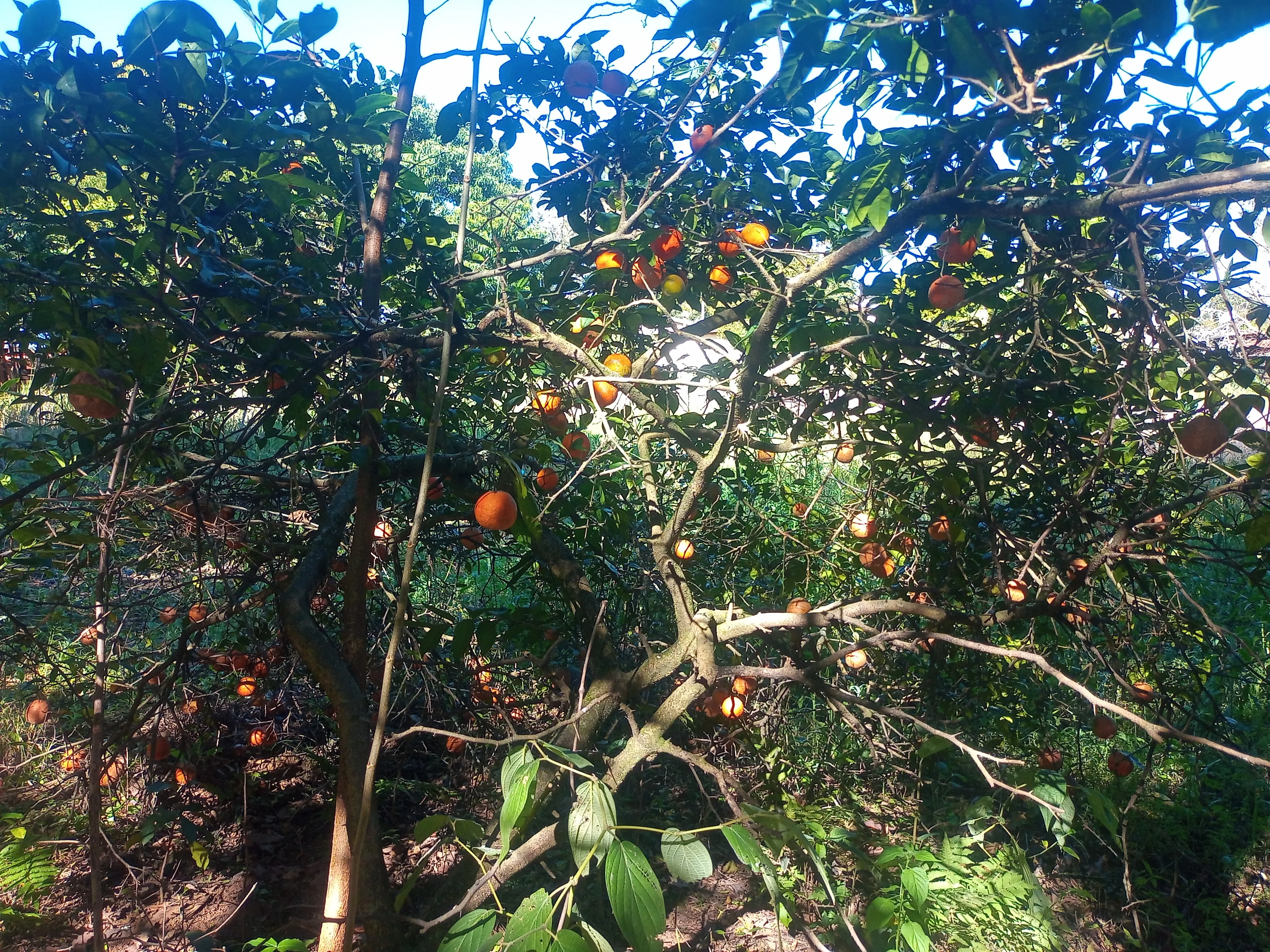 Chácara aconchegante com 3.600m², casa com laje, 4 quartos, 3 salas, 3 banheiros, churrasqueira, lugar para açude, córrego,  pomar com jabuticabeiras, abacateiros, mangueiras e belos arvoredos que proporcionam um ambiente bucólico, tranquilo e cheio de paz. Conta ainda com uma varanda com churrasqueira, perfeita para reunir amigos e familiares em momentos especiais. - foto 8