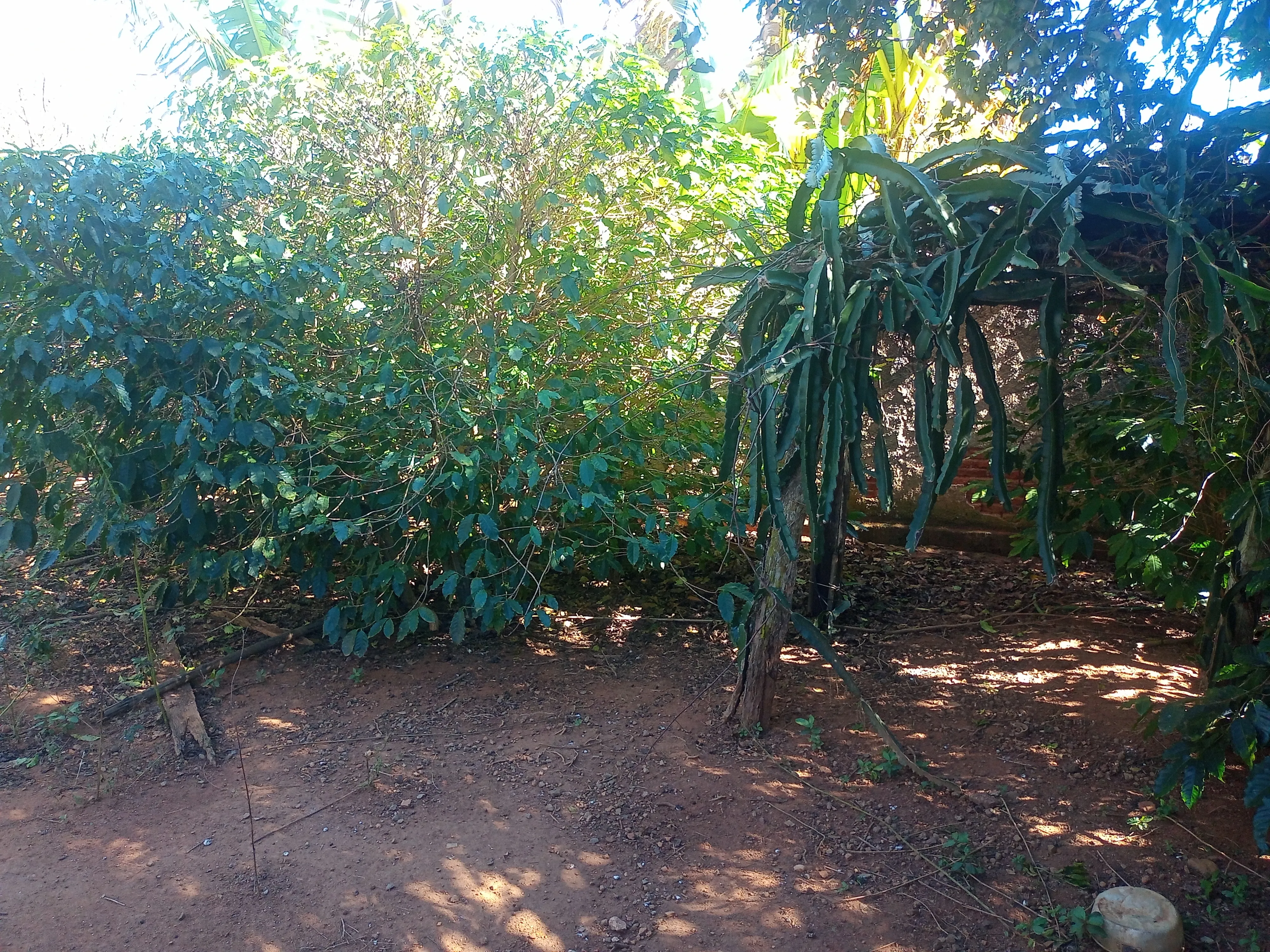 Chácara aconchegante com 3.600m², casa com laje, 4 quartos, 3 salas, 3 banheiros, churrasqueira, lugar para açude, córrego,  pomar com jabuticabeiras, abacateiros, mangueiras e belos arvoredos que proporcionam um ambiente bucólico, tranquilo e cheio de paz. Conta ainda com uma varanda com churrasqueira, perfeita para reunir amigos e familiares em momentos especiais. - foto 13