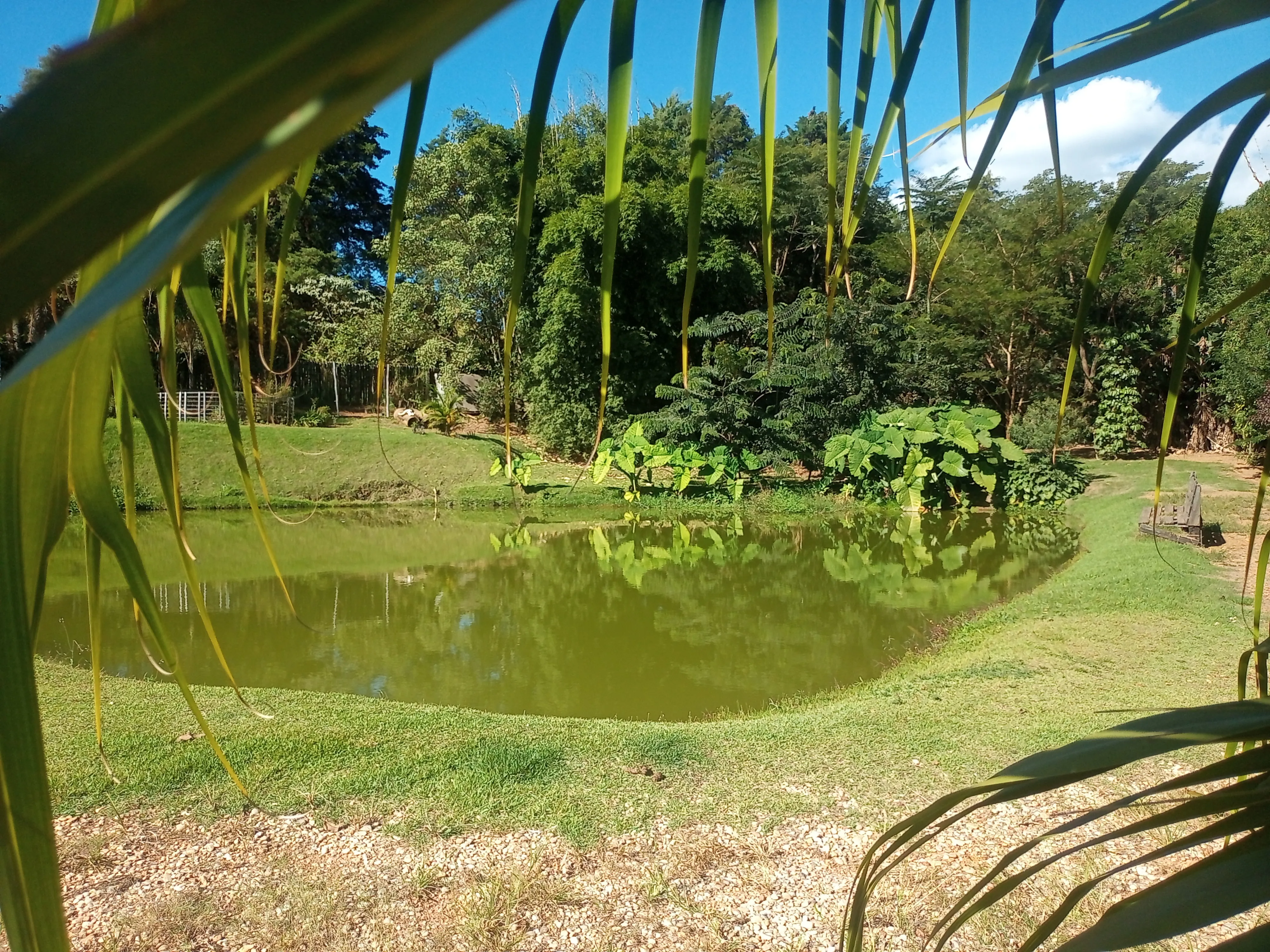 Esta charmosa chácara de 4.000 m² oferece o equilíbrio perfeito entre a comodidade da área urbana e a paz do ambiente rural. A propriedade conta com duas casas, 2 açudes para momentos de lazer e contemplação, além de pomar formado e área de pastagem, ideal para criar ou soltar seus animais com segurança e conforto.
Um espaço perfeito para quem busca contato com a natureza, privacidade e bem-estar sem abrir mão da praticidade de estar perto da cidade.
Entre em contato e vamos agendar uma visita. - foto 3