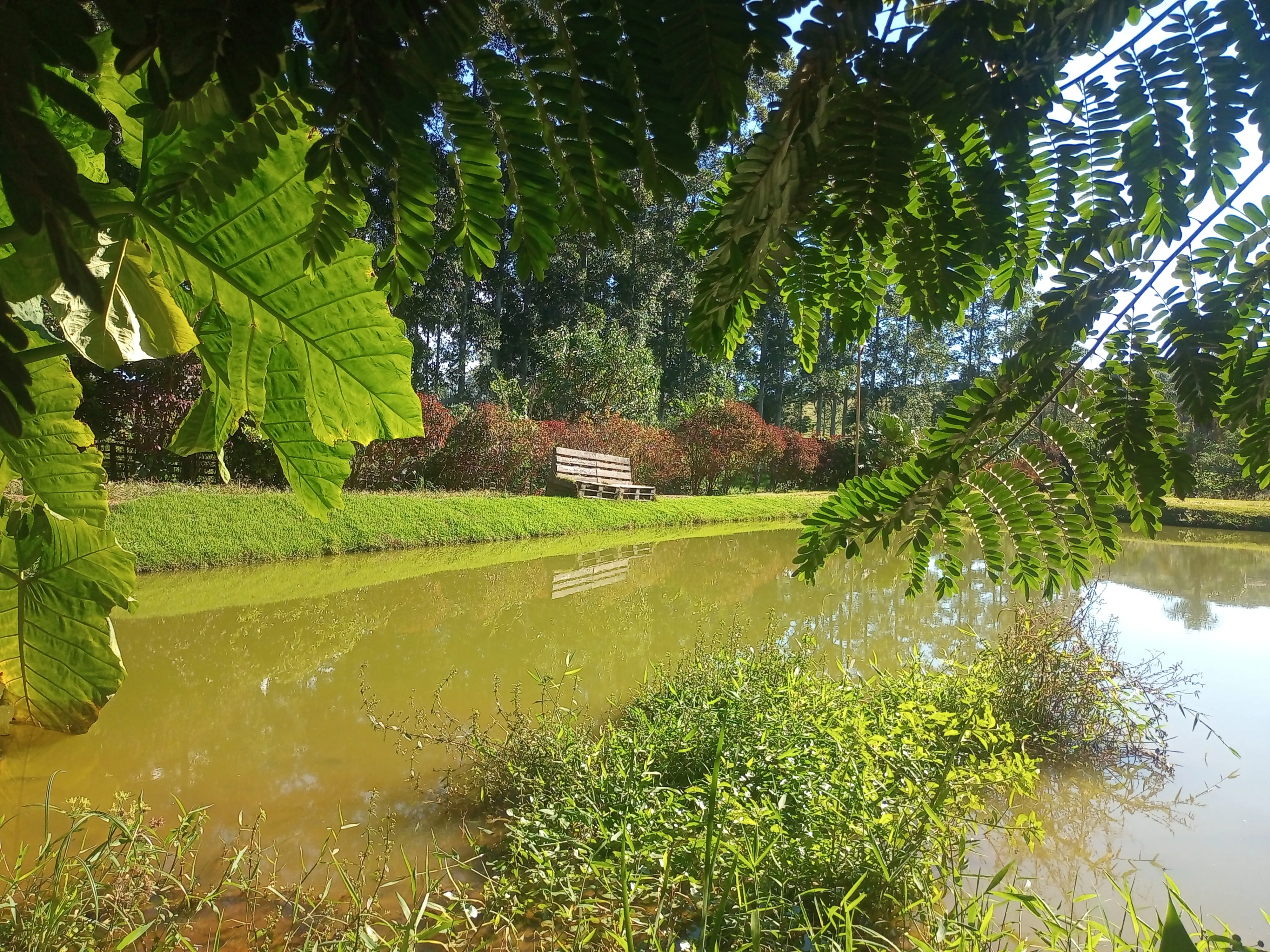 Esta charmosa chácara de 4.000 m² oferece o equilíbrio perfeito entre a comodidade da área urbana e a paz do ambiente rural. A propriedade conta com duas casas, 2 açudes para momentos de lazer e contemplação, além de pomar formado e área de pastagem, ideal para criar ou soltar seus animais com segurança e conforto.
Um espaço perfeito para quem busca contato com a natureza, privacidade e bem-estar sem abrir mão da praticidade de estar perto da cidade.
Entre em contato e vamos agendar uma visita. - foto 5