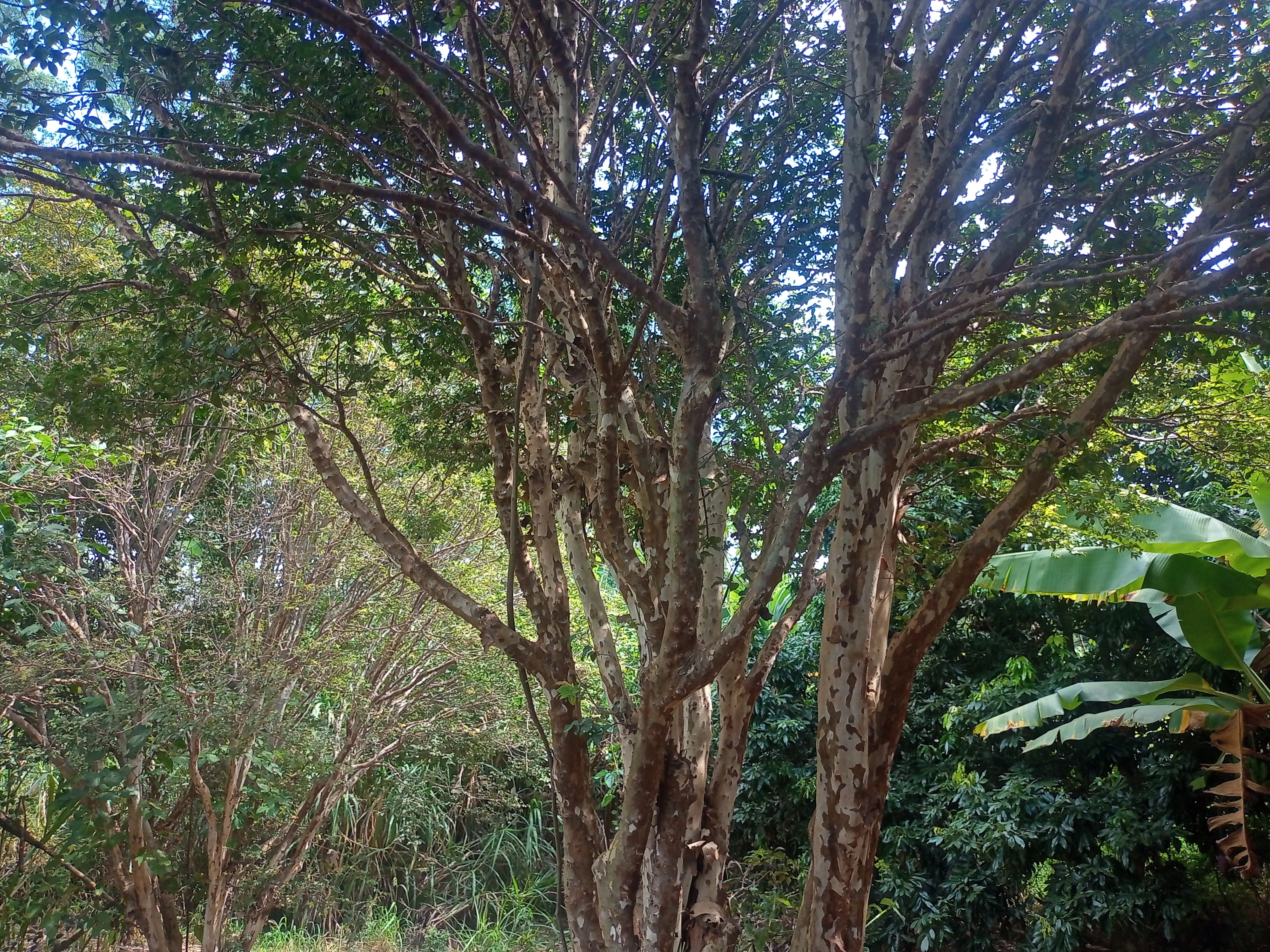 Esta charmosa chácara de 4.000 m² oferece o equilíbrio perfeito entre a comodidade da área urbana e a paz do ambiente rural. A propriedade conta com duas casas, 2 açudes para momentos de lazer e contemplação, além de pomar formado e área de pastagem, ideal para criar ou soltar seus animais com segurança e conforto.
Um espaço perfeito para quem busca contato com a natureza, privacidade e bem-estar sem abrir mão da praticidade de estar perto da cidade.
Entre em contato e vamos agendar uma visita. - foto 6